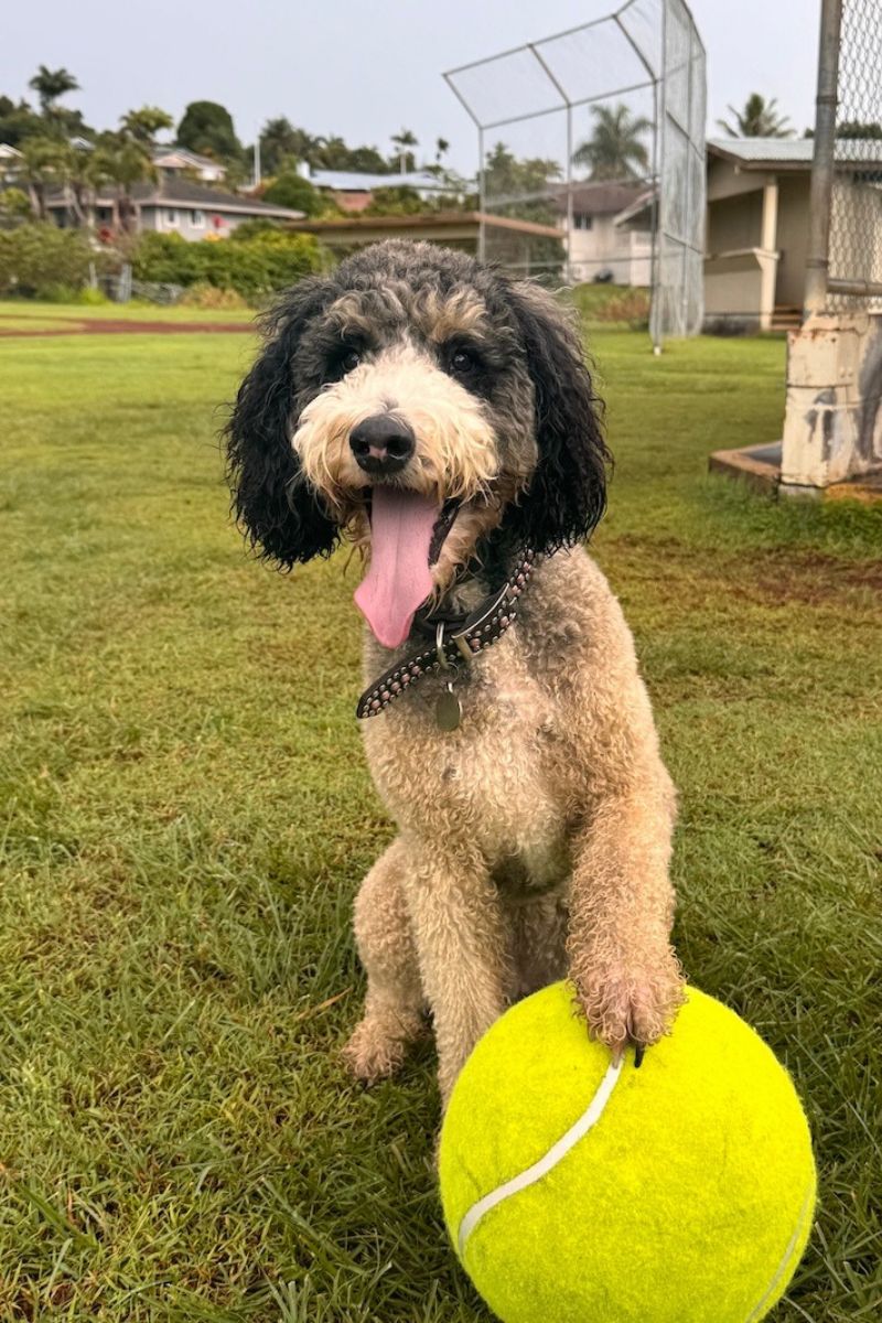 dog playing